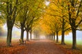 Avenue trees in autumn in the early foggy morning