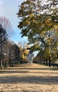 Avenue of trees in autumn leading to the Musee du Louvre in Paris France Royalty Free Stock Photo