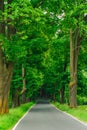 Avenue of trees