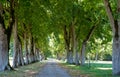 Avenue of trees at ChÃÂ¢teau de ValenÃÂ§ay in the Loire Valley, central France.