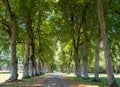 Avenue of trees at ChÃÂ¢teau de ValenÃÂ§ay in the Loire Valley, central France.