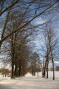 Avenue of trees in cold winter day under blue sky