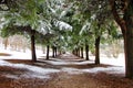 Avenue of trees cypress