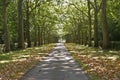 Avenue of trees in dappled light.