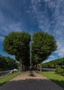 Avenue of trees in the form of a divided heart on the Moika River embankment in the city center Royalty Free Stock Photo