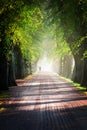 Avenue of trees forming a canopy