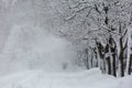 Avenue with trees during strong wind and snowstorm at winter in Moscow, Russia. Scenic view of a snowy city street