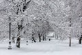 Avenue with trees during snowstorm at winter in Moscow, Russia. Scenic view of a snowy city street. Moscow snowfall Royalty Free Stock Photo