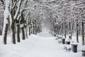 Avenue with trees during snowstorm at winter in Moscow, Russia. Scenic view of a snowy city street. Moscow snowfall