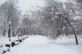 Avenue with trees during strong wind and snowstorm at winter in Moscow, Russia. Scenic view of a snowy city street