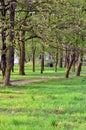 avenue of trees