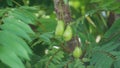 Averrhoa bilimbi (bilimbi, cucumber tree, tree sorrel, belimbing sayur, belimbing wuluh)