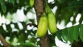 Averrhoa bilimbi (bilimbi, cucumber tree, tree sorrel, belimbing sayur, belimbing wuluh)