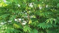 Averrhoa bilimbi (bilimbi, cucumber tree, tree sorrel, belimbing sayur, belimbing wuluh)