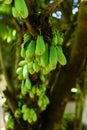 Averrhoa bilimbi or cucumber tree Kerala India