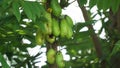 Averrhoa bilimbi (bilimbi, cucumber tree, tree sorrel, belimbing sayur, belimbing wuluh)