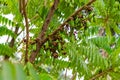 Averrhoa bilimbi fruit