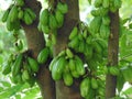 Averrhoa bilimbi