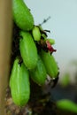 Beautiful Averrhoa bilimbi and flower