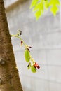 Bilimbi Fruit on tree