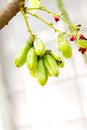 Bilimbi Fruit on tree Royalty Free Stock Photo