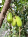 Averrhoa bilimbi hanging on the tree in garden