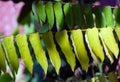 Averrhoa bilimbi leaves, selected focus, a fruit-bearing tree of the genus Averrhoa