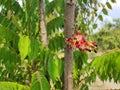 Averrhoa bilimbi is a monoecious tree with red flowers and green astringent fruit. Has properties as herbal medicine. Royalty Free Stock Photo