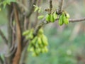 Averrhoa bilimbi, Oxalidaceae, Bilimbi, Bilimbing, Cucumber Tree green fruit