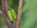 Averrhoa bilimbi, Oxalidaceae, Bilimbi, Bilimbing, Cucumber Tree green fruit