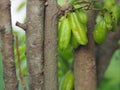 Averrhoa bilimbi, Oxalidaceae, Bilimbi, Bilimbing, Cucumber Tree green fruit