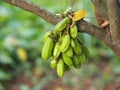 Averrhoa bilimbi, Oxalidaceae, Bilimbi, Bilimbing, Cucumber Tree green fruit