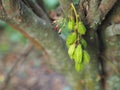 Averrhoa bilimbi, Oxalidaceae, Bilimbi, Bilimbing, Cucumber Tree green fruit