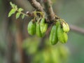 Averrhoa bilimbi, Oxalidaceae, Bilimbi, Bilimbing, Cucumber Tree green fruit