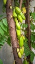 Averrhoa starfruit tree or Oxalidaceae, Fruit Cucumber is bearing fruit