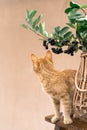 An averted red cat near a black rowan Royalty Free Stock Photo