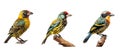 avian arnauds barbet animal Royalty Free Stock Photo