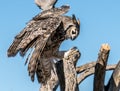 Avian Raptors in Tucson Arizona