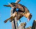 Avian Raptors in Tucson Arizona