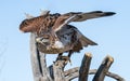 Avian Raptors in Tucson Arizona