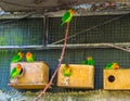 Aviary full with fischer`s lovebirds, colorful tropical birds from Africa, popular pets in aviculture Royalty Free Stock Photo