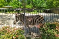 Aviary with grants zebra in city zoo