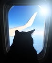 Aviation cat flying in an airplane looking out the porthole overlooking the blue sky wing. Royalty Free Stock Photo