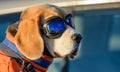 Aviator Dog. Royalty Free Stock Photo