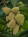 Avicennia rumphiana fruit