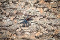 Avicularia avicularia tarantura on the ground Royalty Free Stock Photo