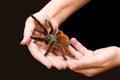 Avicularia versicolor. Bird spider Royalty Free Stock Photo