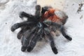 Avicularia versicolor (Pinktoe tarantula)