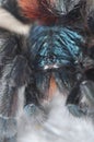 Avicularia versicolor (Pinktoe tarantula)