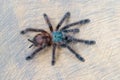 Avicularia versicolor spider standing on wooden background.